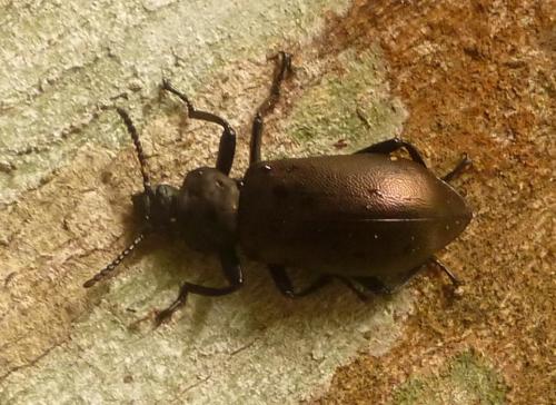 Réf. 150 395 : Odontopezus cupreus cupreus