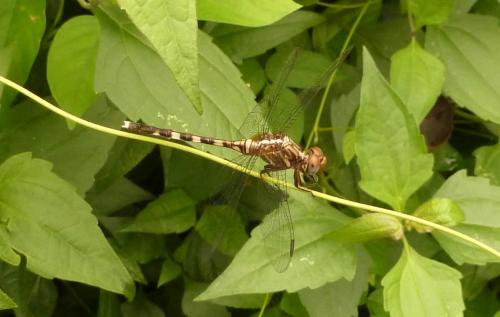 Orthetrum sp.