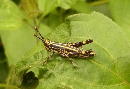 Zonocerus variegatus