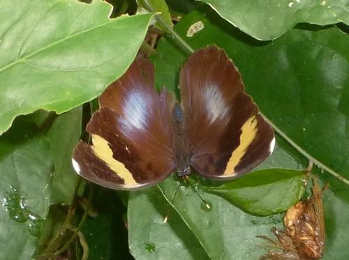 Réf. 150 499 : Euphaedra medon