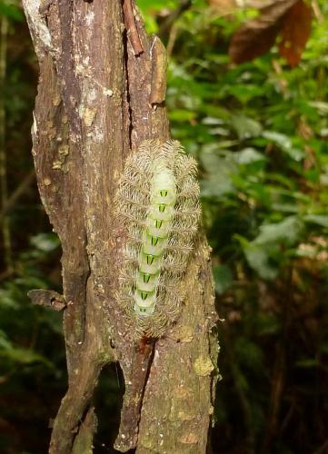 Réf. 150 500 : Euphaedra sp.