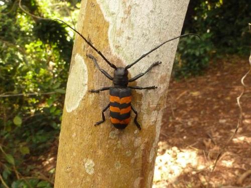 Diastocera trifasciata