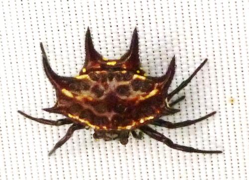 Réf. 150 497 : Gasteracantha curvispina