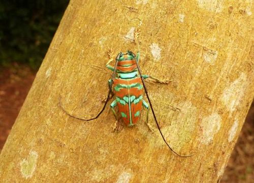 Réf. 150 895 : Sternotomis pulchra pulchra