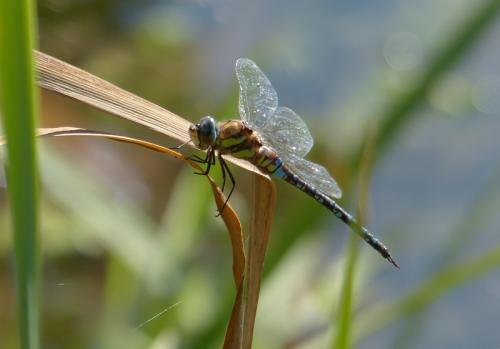 Réf. 150 450 : Aeshna mixta