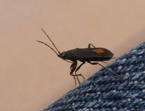 Aphanus rolandri