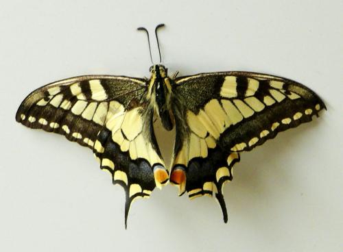 Réf. 150 071 : Papilio machaon
