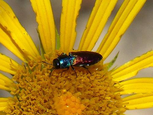 Anthaxia ignipennis