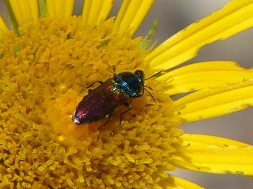 Anthaxia ignipennis