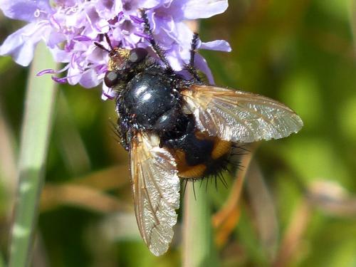 Nowickia ferox
