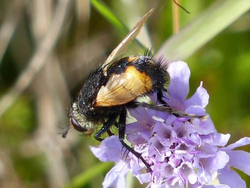 Nowickia ferox