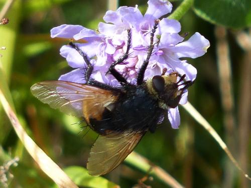 Nowickia ferox