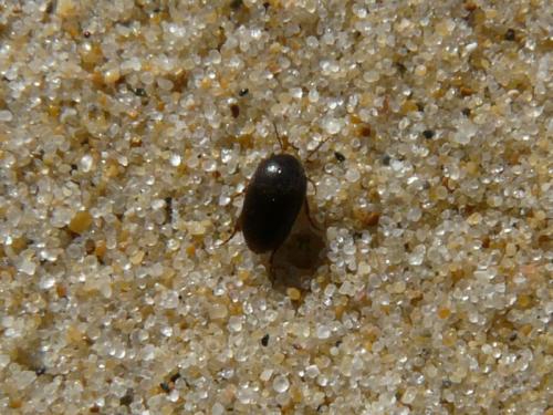Nycteus meridionalis