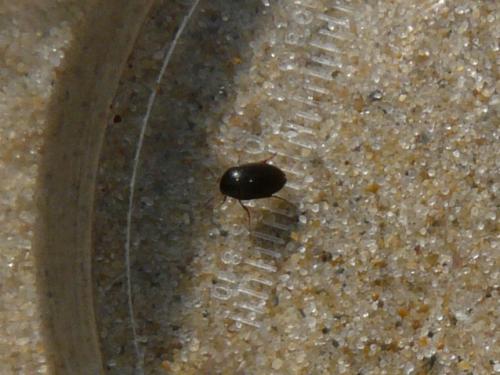Réf. 150 684 : Nycteus meridionalis