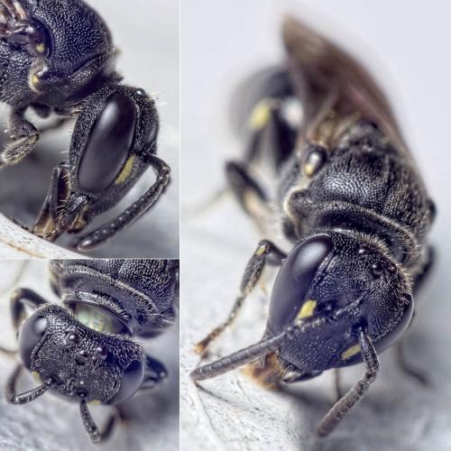 Réf. 150 634 : Hylaeus communis
