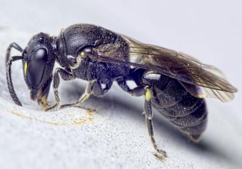 Réf. 150 633 : Hylaeus communis