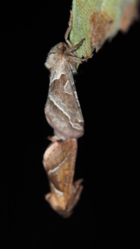 Triodia sylvina