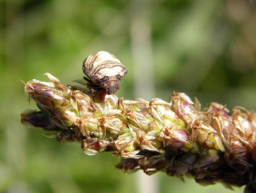 Réf. 150 321 : Vilpianus galii