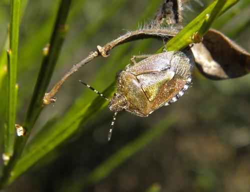 Réf. 150 457 : Dolycoris baccarum