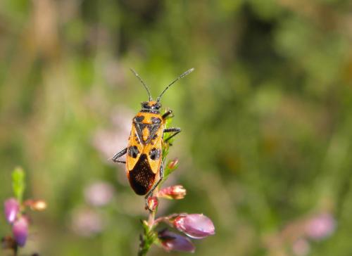 Corizus hyoscyami hyoscyami