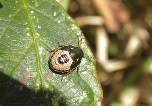 Holcostethus sphacelatus