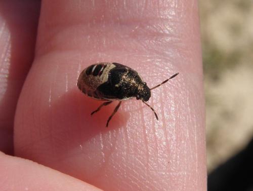 Holcostethus sphacelatus