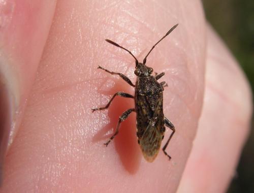 Réf. 150 765 : Stictopleurus sp.