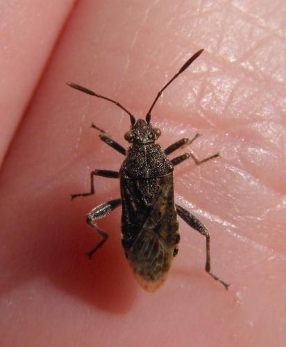Réf. 150 766 : Stictopleurus sp.