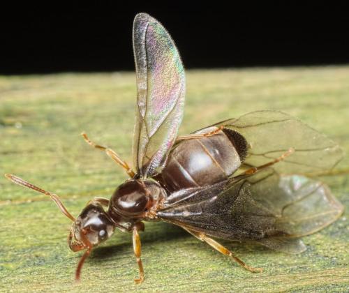 Lasius mixtus
