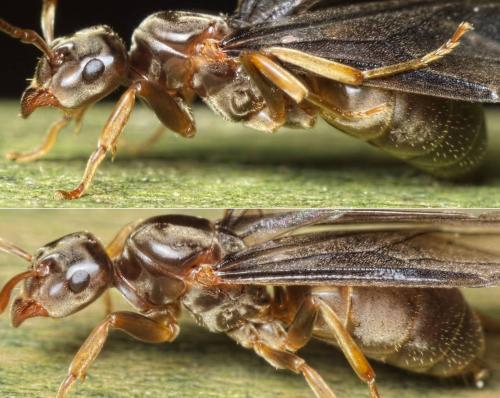Réf. 150 262 : Lasius mixtus
