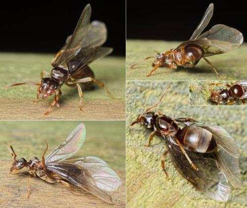 Réf. 150 263 : Lasius mixtus