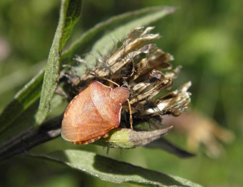 Réf. 150 763 : Peribalus strictus vernalis