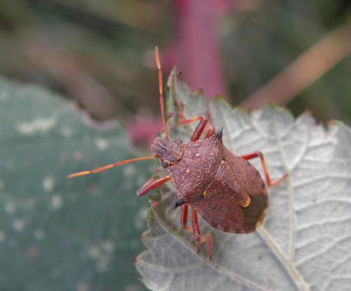 Picromerus bidens