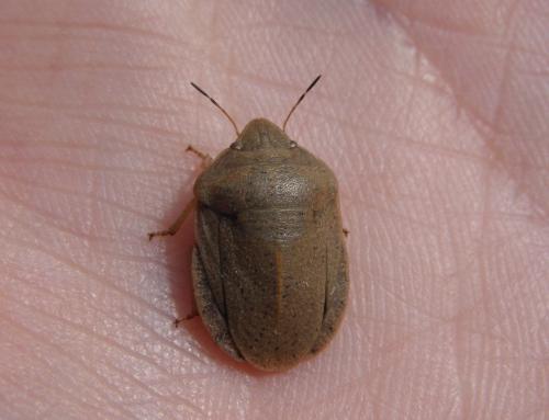 Réf. 150 414 : Eurygaster austriaca