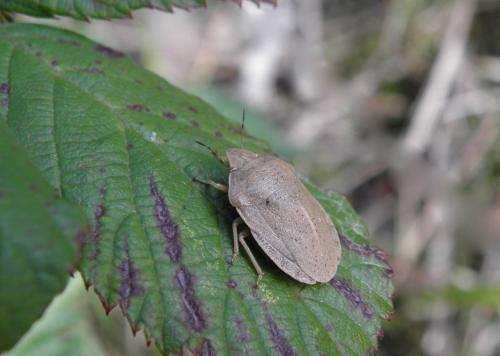 Réf. 150 413 : Eurygaster austriaca
