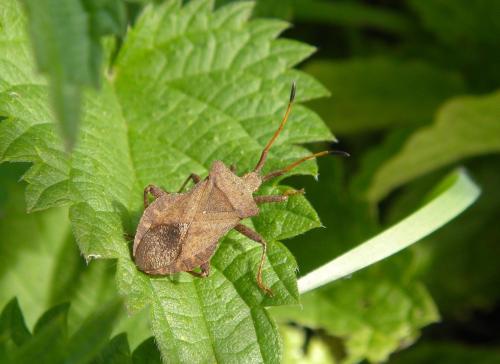 Réf. 150 364 : Coreus marginatus