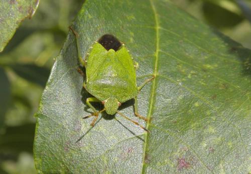 Palomena prasina