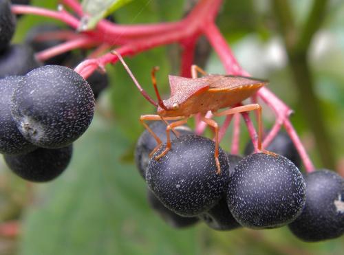 Gonocerus acuteangulatus