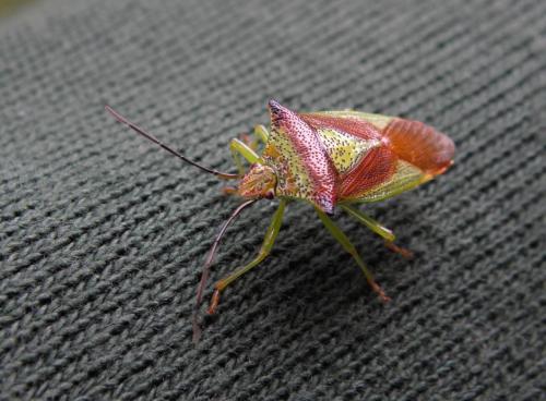 Acanthosoma haemorrhoidale haemorrhoidale