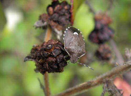 Holcostethus sphacelatus