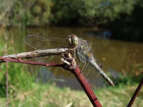 Sympetrum striolatum