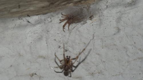 Zygiella x-notata