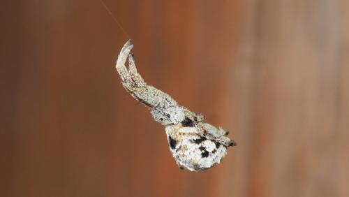 Hyptiotes sp.