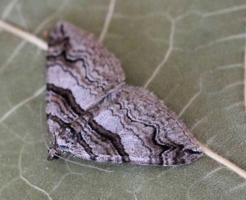 Réf. 150 914 : Pareulype berberata
