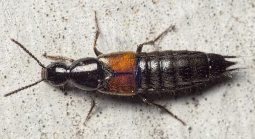 Philonthus nitidicollis