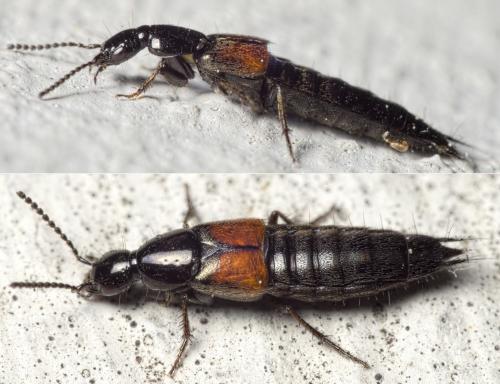 Philonthus nitidicollis