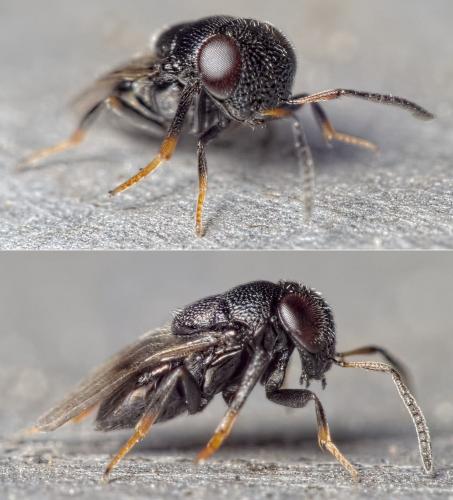 Cowperia areolata