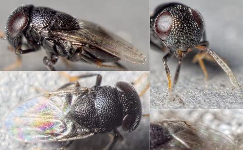Cowperia areolata