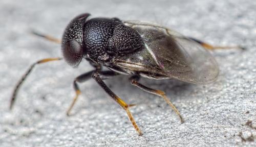 Cowperia areolata