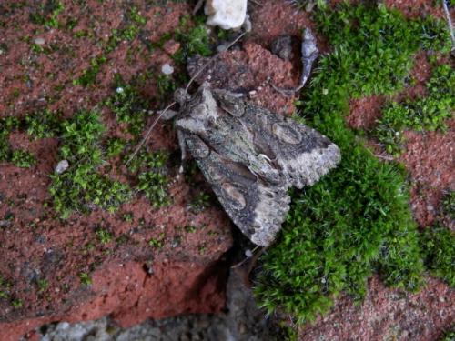 Allophyes oxyacanthae